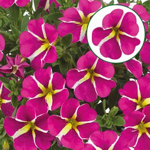 Bild von Calibrachoa P12 Pink star